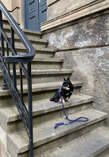 Lille hunderace på udendørs trappe med navyblå hundesnor med hvide og sølv detaljer.