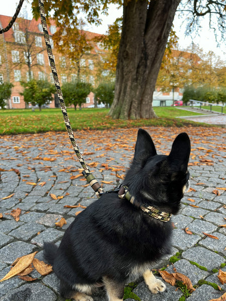 Them Ropes hundehalsbånd - Henning