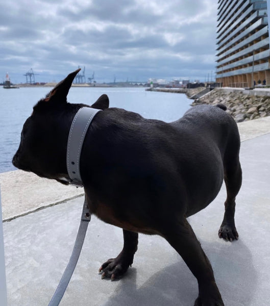 Fransk bulldog på gåtur ved havet med reflex hundehalsbånd og matchende reflex hundesnor. 