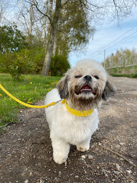Mindre hunderace er på gåtur i naturen med gult hundehalsbånd og matchende gul hundesnor.