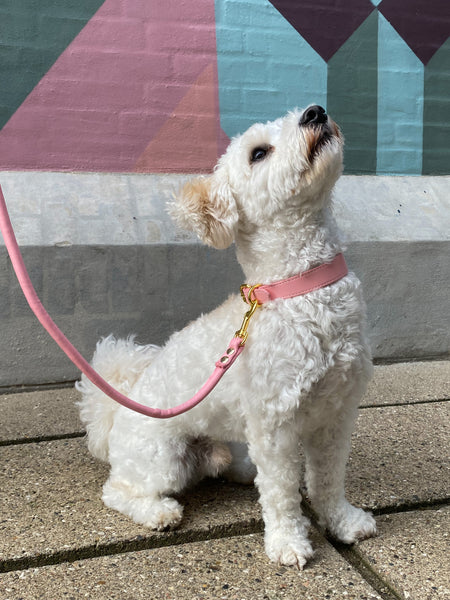 Mindre hunderace sidder udenfor og kigger op. Den lille hunderace har et fint lyserødt hundehalsbånd på i lyserød med guld detaljer i vegansk læder.