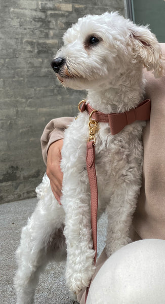 Lille hunderace med lyserødt hundehalsbånd med aftagelig sløjfe. Den lille hund har også en flot matchende hundesnor på. Hundesnoren og hundehalsbåndet er i en flot lyserød farve med guld detaljer. 