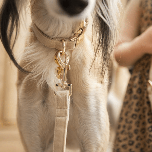 Stor hunderace med flot beige velour-hundehalsbånd og hundesnor med guld spænde og karabinhage.